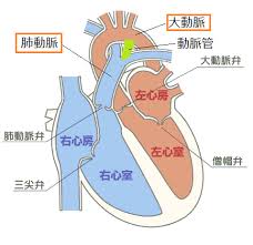 心臓の図　（小児看護師日記HPより）